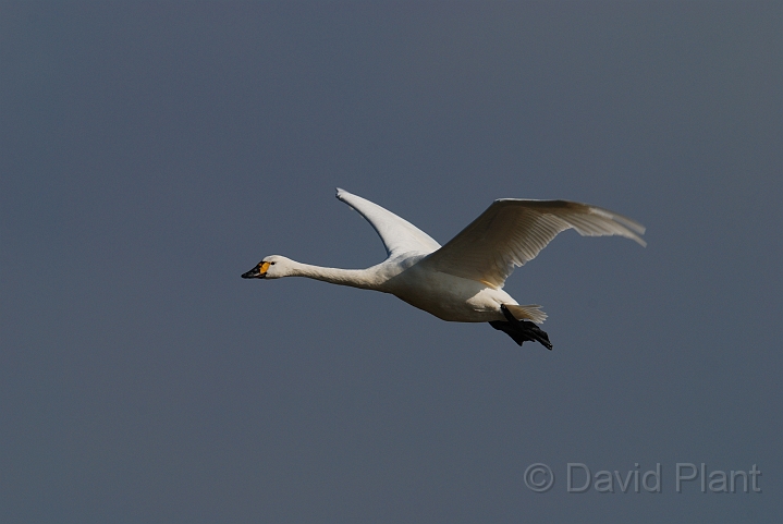 Bewick's swan flying - F.jpg - Bewick's swan in flight - Slimbridge